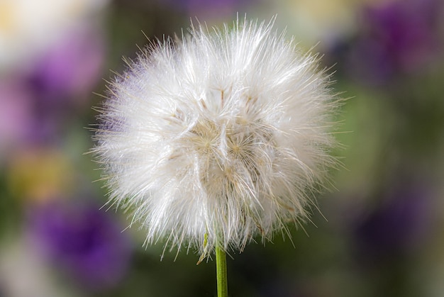 Closeup  of a common dandelion under the sunlight
