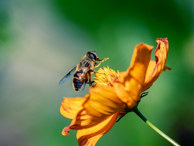 Closeup of a common drone fly collecting pollen from a garden cosmos tree in a field