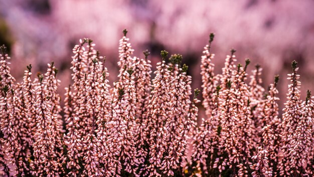 Closeup  of common heather flowers in the field