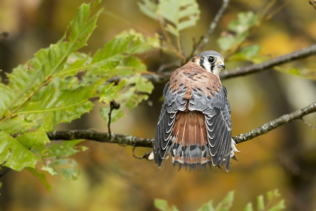 Closeup of a common kestrel standing on a tree branch under the sunlight with a blurry background