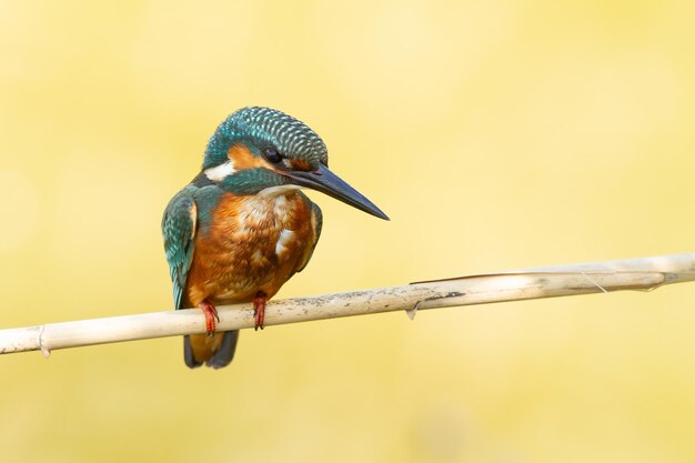 Closeup of a Common kingfisher on a blurred yellow background