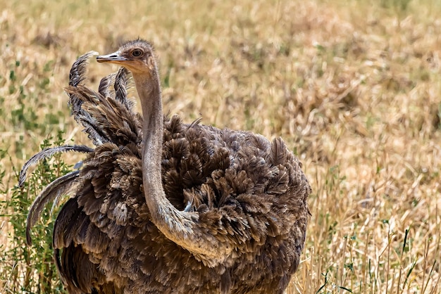 Крупный план обыкновенного страуса в поле, покрытом травой, под солнечным светом в дневное время