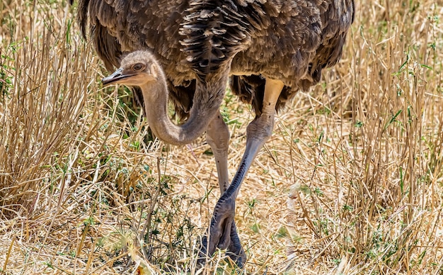 Крупный план обыкновенного страуса в поле, покрытом травой под солнечным светом в дневное время
