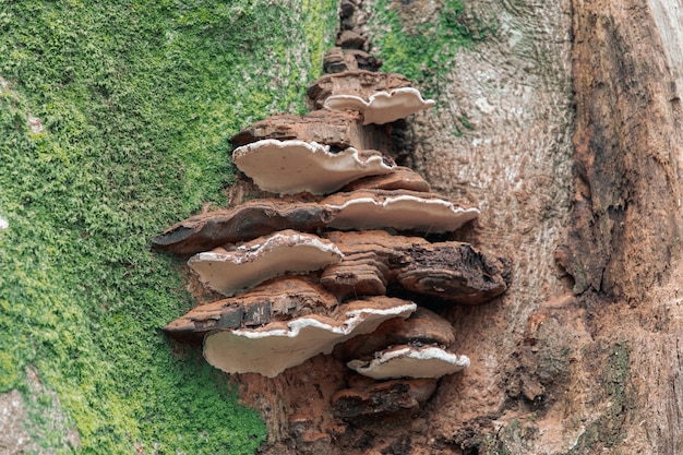 Closeup of common perennial bracket fungus on tree bark covered in mosses