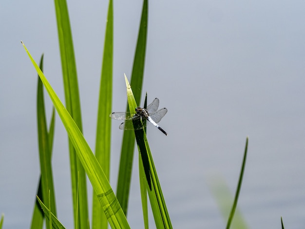 Foto gratuita primo piano di un whitetail comune sull'erba