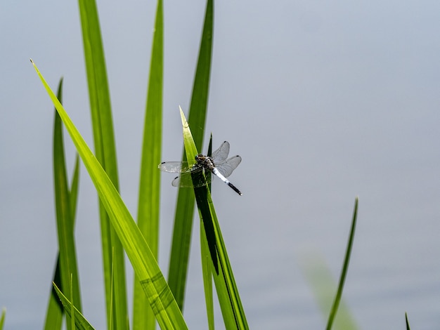 잔디에 일반적인 whitetail의 근접 촬영