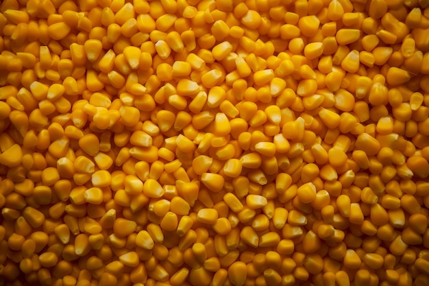 CloseUp of Corn Kernels Filling the Frame