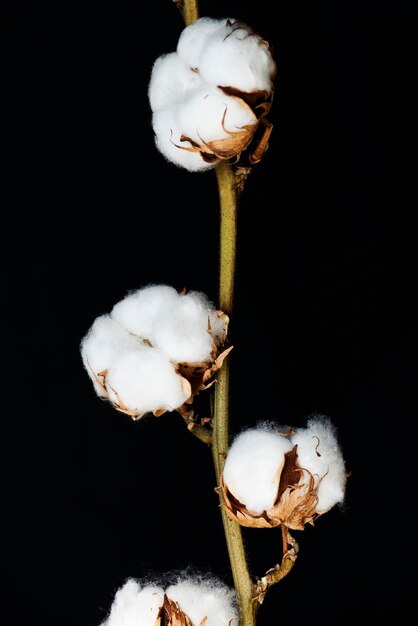 綿の植物の拡大