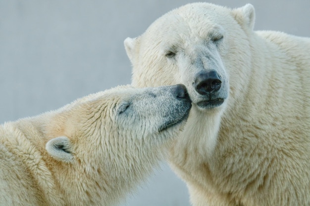북극곰 Ursus maritimus의 커플의 근접 촬영