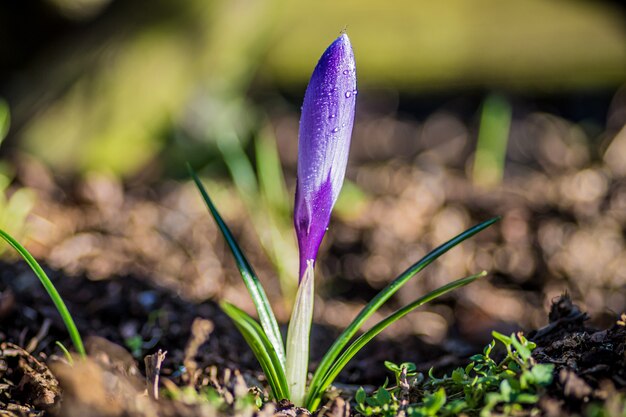 Closeup of a crocus surrounded by greenery under the sunlight