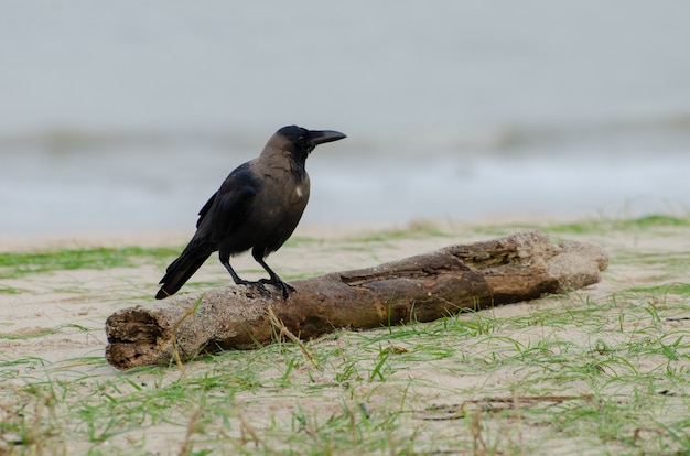 Closeup of a crow on a piece of wood on the ground searching for food