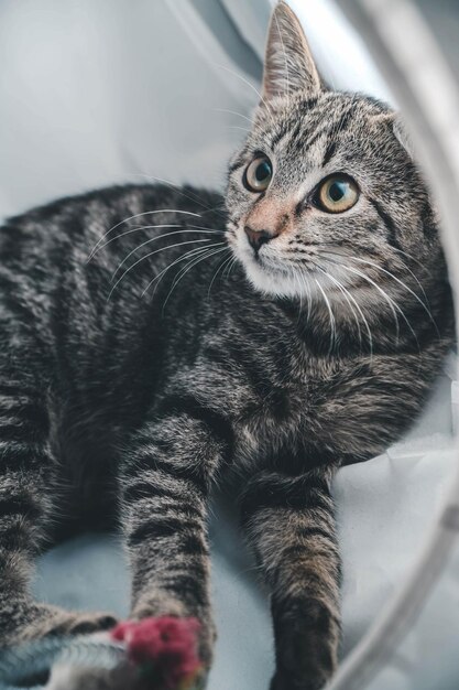 Closeup of a curious gray cat lying on a sofa