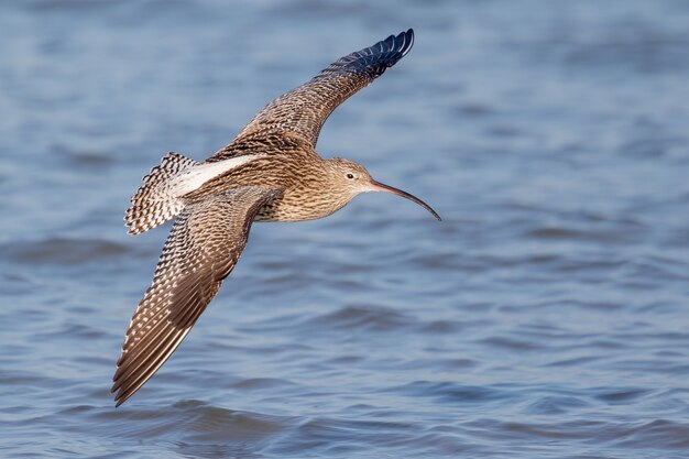 Closeup of a curlew bird soaring over the sea