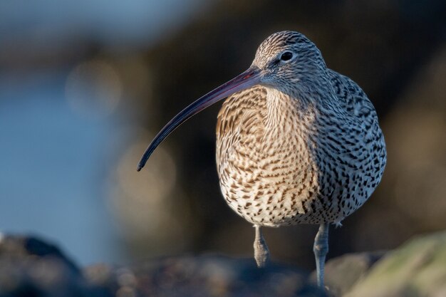 길고 가느 다란 부리를 가진 curlew 새의 근접 촬영