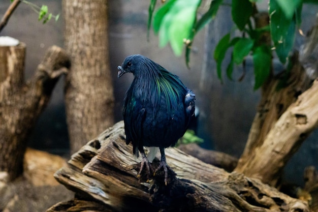 Closeup of a cute bird standing on a tree branch