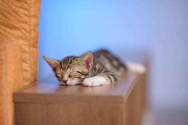 Closeup of a cute domestic kitten sleeping on a wooden shelf with a blurry background