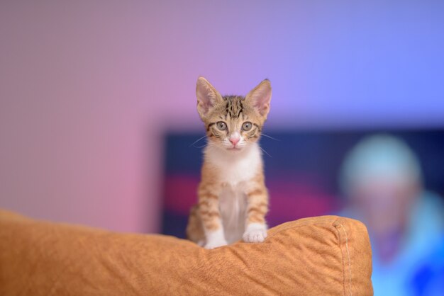 Closeup of a cute ginger kitten on a couch under the lights with a blurry background