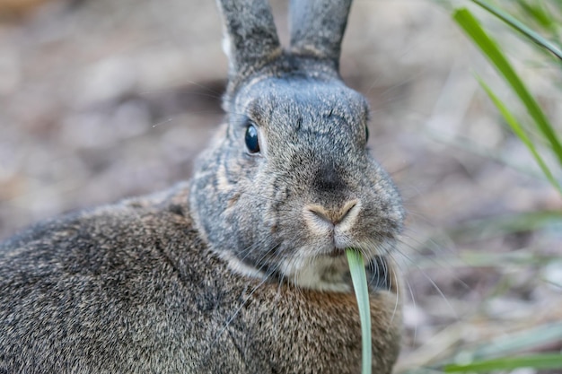 Free photo closeup of a cute grey domestic rabbit eating grass under the sunlight with a blurry background