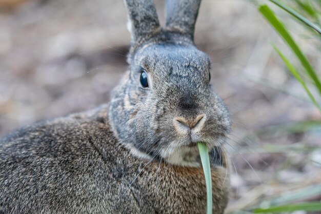 ぼやけた背景と日光の下で草を食べるかわいい灰色の家兎のクローズアップ