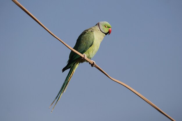 Крупный план милого индийского попугая с кольцевой шеей или зеленого попугая, сидящего на проволоке на фоне голубого неба