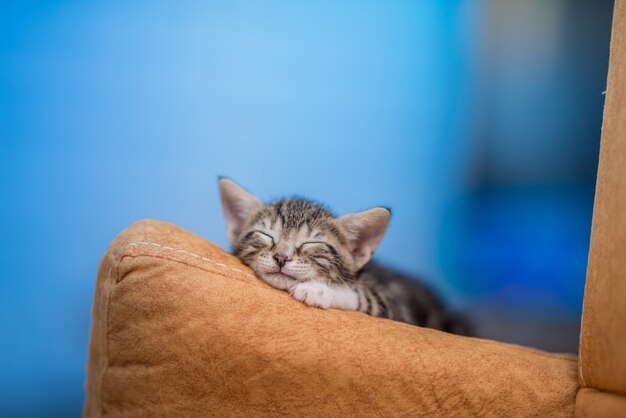 Крупным планом милый котенок, отдыхая на диване