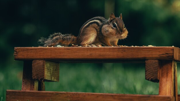 Closeup of a cute little squirrel eating nuts on a wooden surface in a field