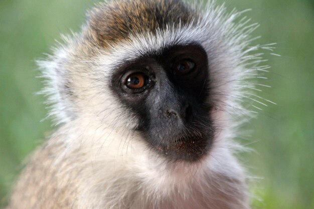Closeup of a cute monkey
