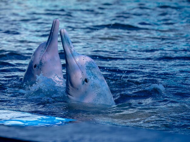 Крупным планом милые розовые дельфины прыгают из-под воды с игривым плеском дельфина в синем море