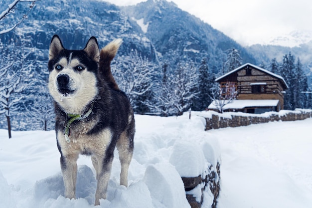 雪の中でかわいいシベリアンハスキーのクローズアップ