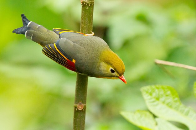 日光の下で野原の木の枝にとまるかわいい小さなソウシチョウのクローズアップ