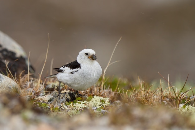 Free photo closeup of a cute tiny snow bunting on the ground in the dovrefjell–sunndalsfjella national park