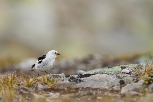 Closeup of a cute tiny Snow bunting on the ground in the Dovrefjell