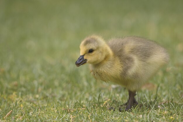 Closeup of a cute yellow duckling walking in the grassy field