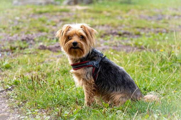 Closeup of a cute Yorkshire Terrier in a field covered in greenery under the sunlight