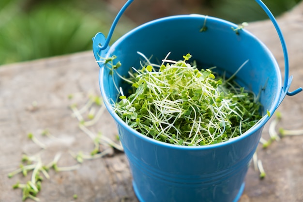 Free photo closeup of cuted sprouted arugula microgreen in a bucket.