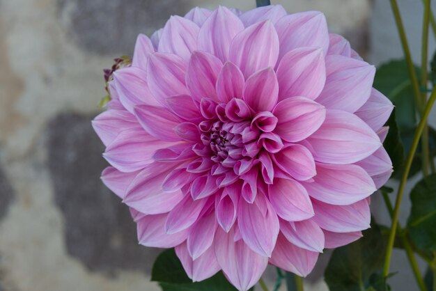 Closeup  of a dahlia