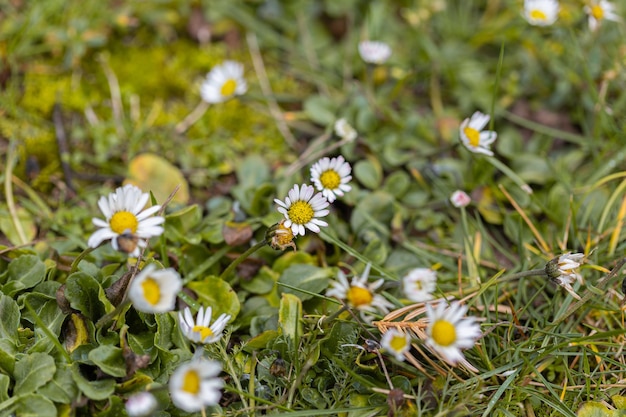 Free photo closeup of daisies in a field covered in the grass under the sunlight