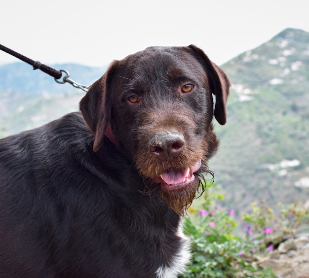 Closeup of a dark dog on a leash with an open mouth outdoors