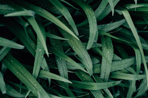 Primo piano di fili d'erba verde scuro ricoperti di gocce di rugiada texture di foglie bagnate in un boschetto