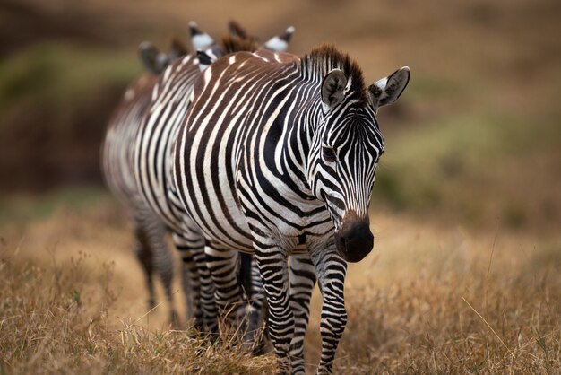 Closeup of a dazzle of plains zebras in a meadow in Ngorongoro Conservation Area in Tanzania