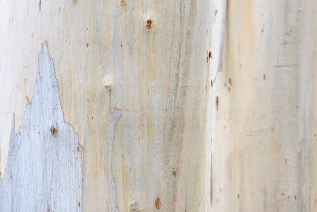 Макрофотография мертвой древесины туловища естественной поверхности текстуры