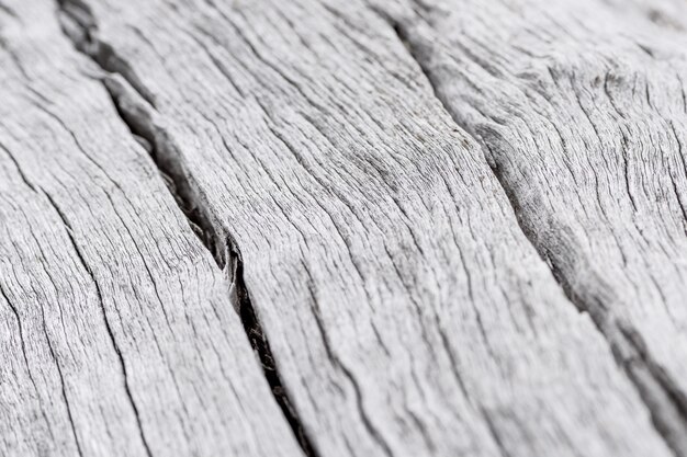 Макрофотография мертвой древесины туловища естественной поверхности текстуры