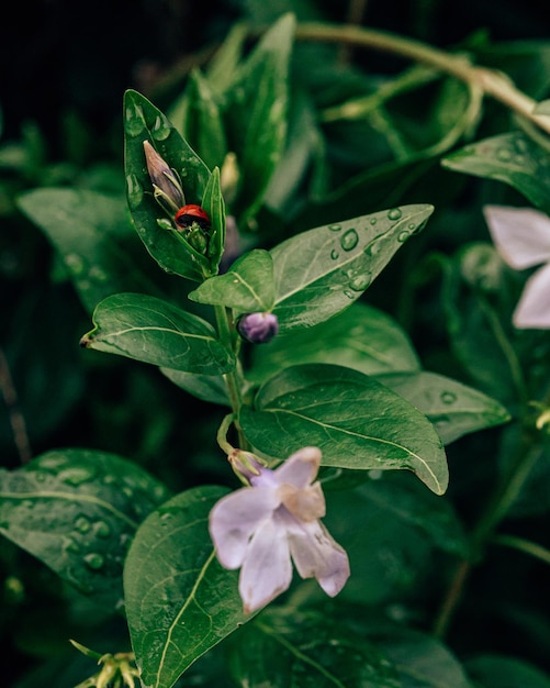 Closeup of delicate flowers with leaves covered with dew