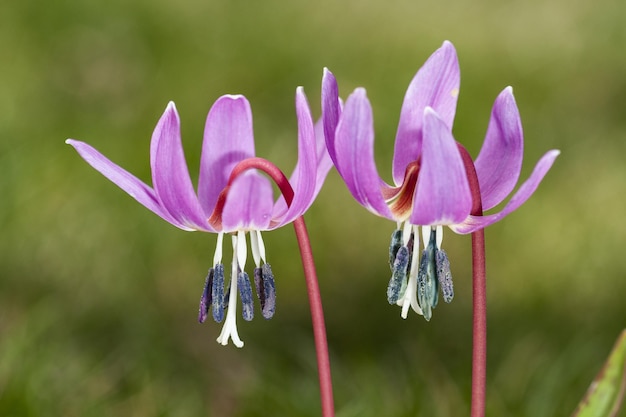 Free photo closeup of dogtooth violets in a field under the sunlight