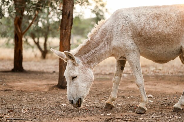 Closeup of a donkey grazing near the trees