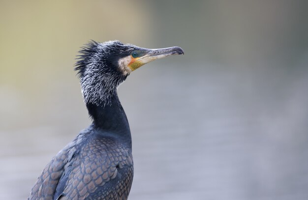 Closeup of a double-crested cormorant