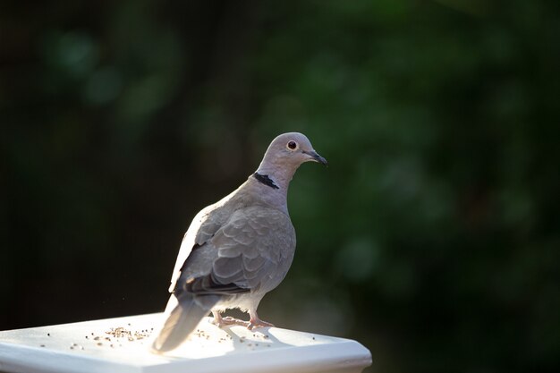 白い柱の上に立っている鳩のクローズアップ