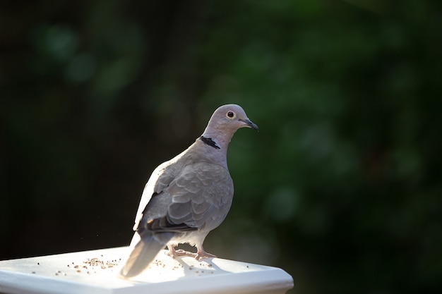 Closeup of a dove standing on a white pillar