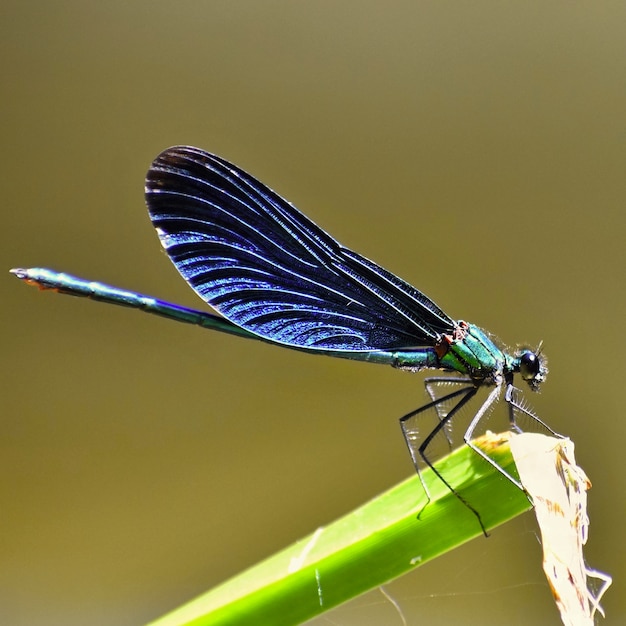 Макрофотография стрекоза Calopteryx девственник