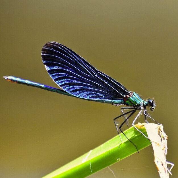 잠자리 Calopteryx 처녀 자리의 근접 촬영